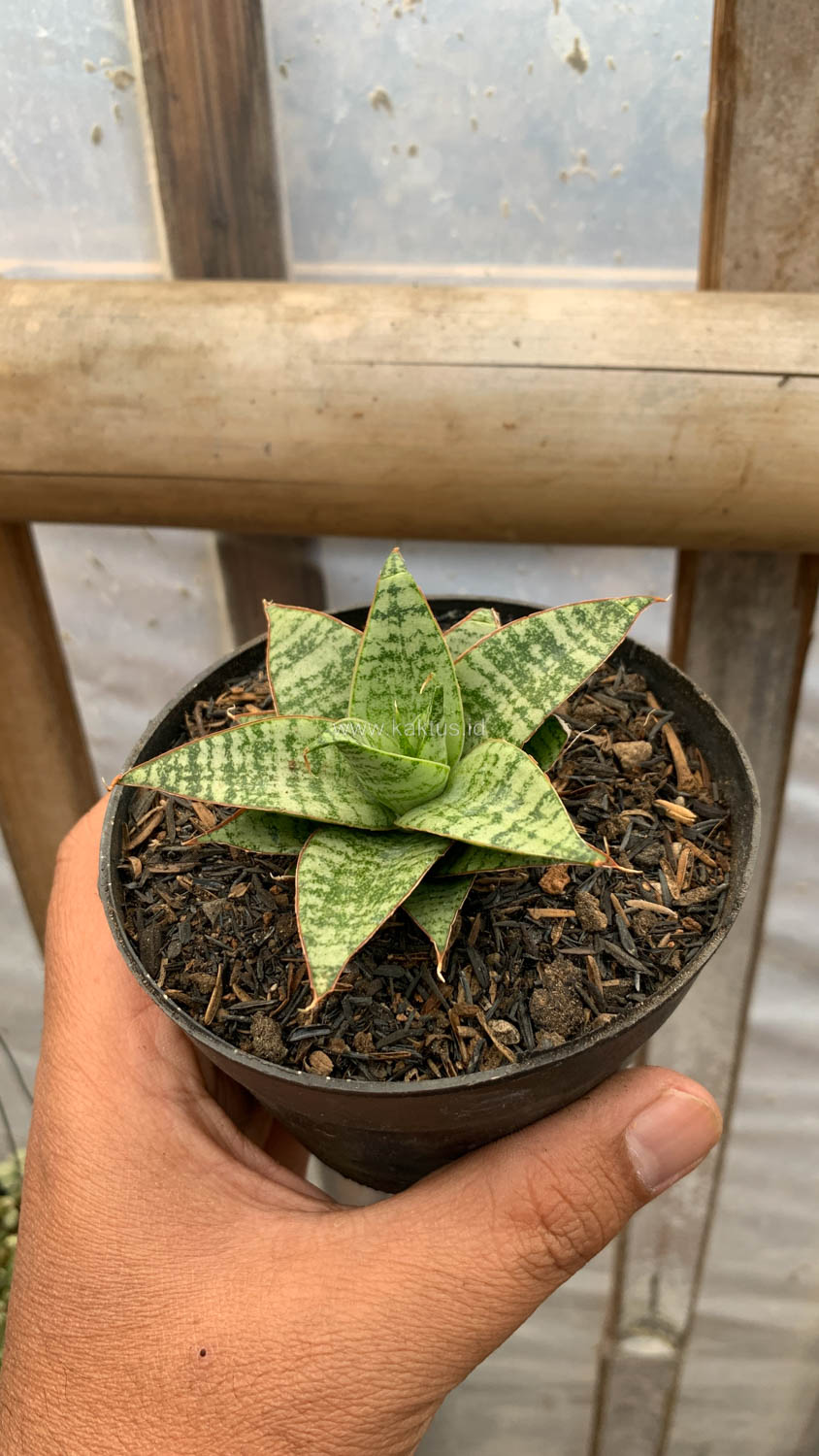 1204. Sansevieria Renjana - Image 2