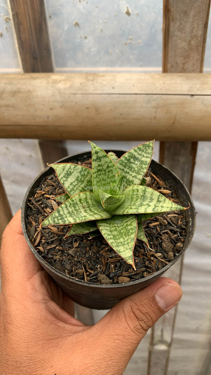 1204. Sansevieria Renjana - Image 7