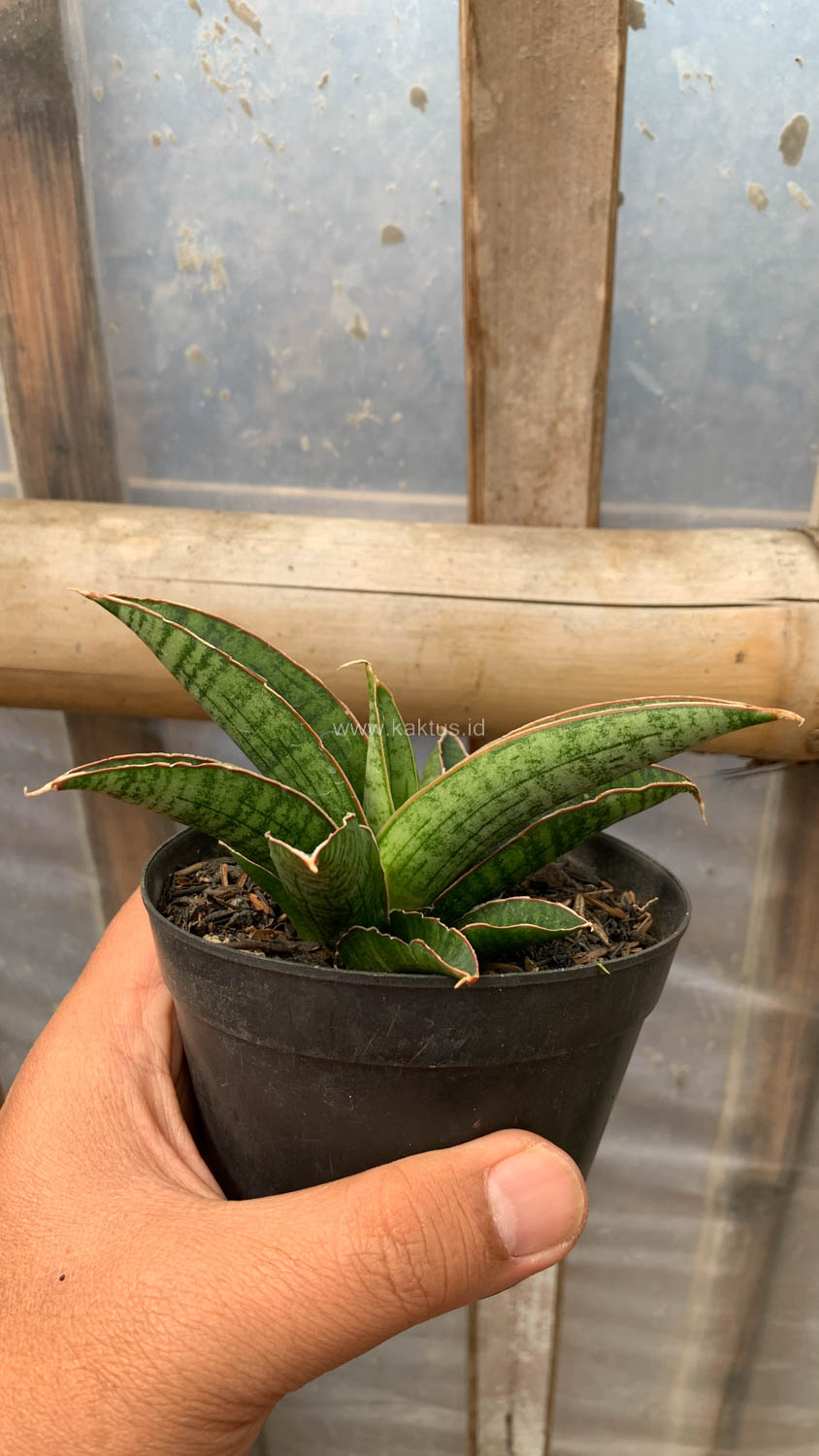 1207. Sansevieria Argopuro - Image 10