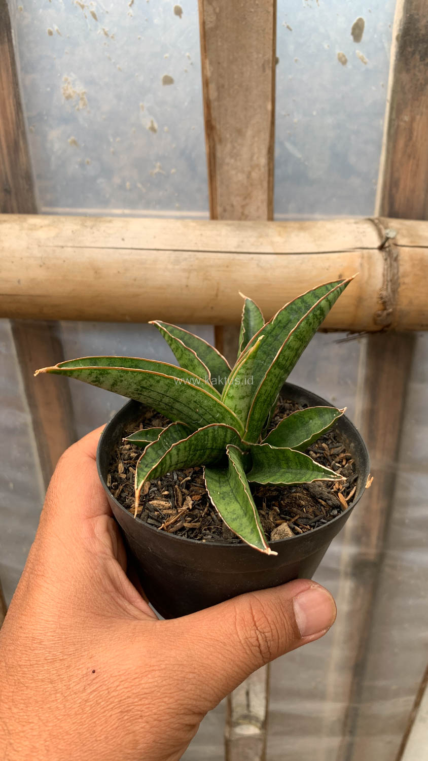 1207. Sansevieria Argopuro - Image 2