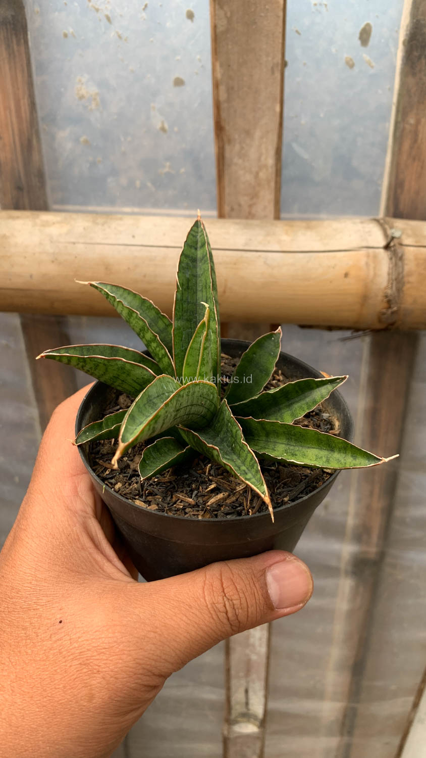 1207. Sansevieria Argopuro - Image 3