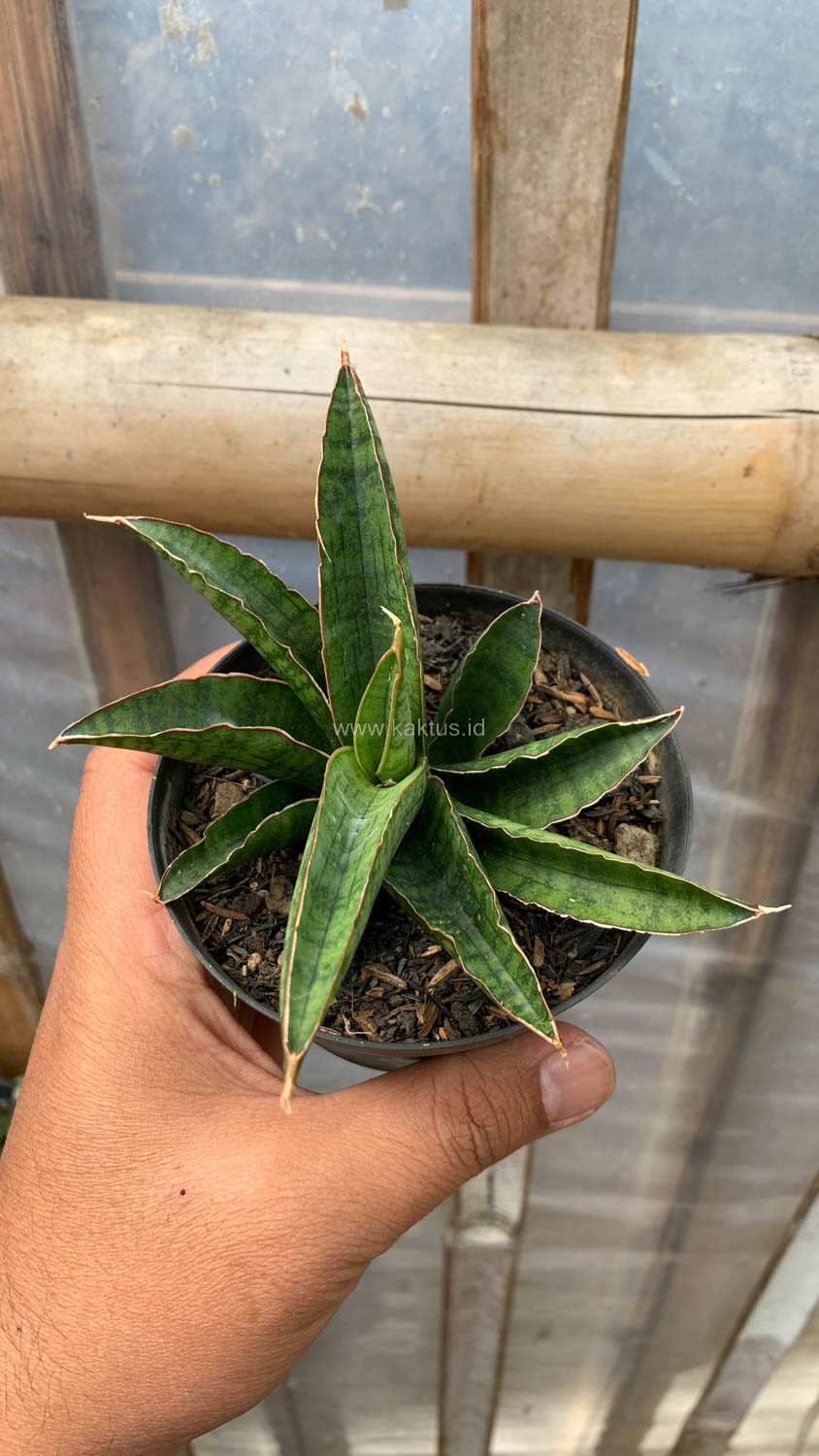 1207. Sansevieria Argopuro - Image 4
