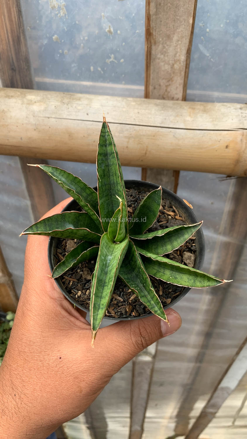 1207. Sansevieria Argopuro - Image 5