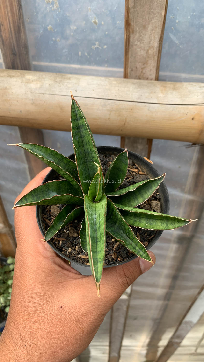 1207. Sansevieria Argopuro - Image 6