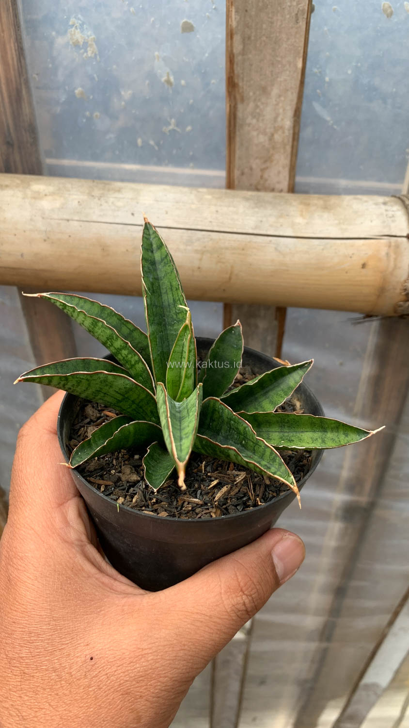 1207. Sansevieria Argopuro - Image 7
