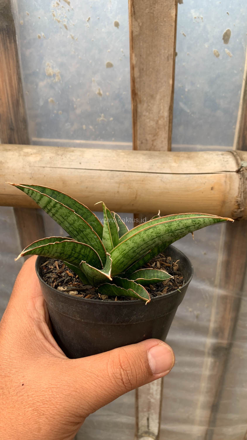 1207. Sansevieria Argopuro - Image 8