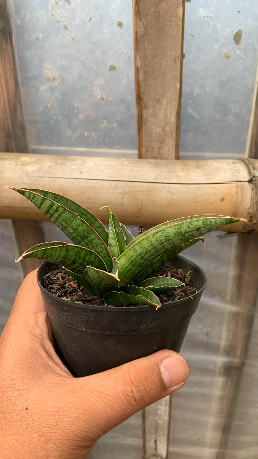 1207. Sansevieria Argopuro - Image 9