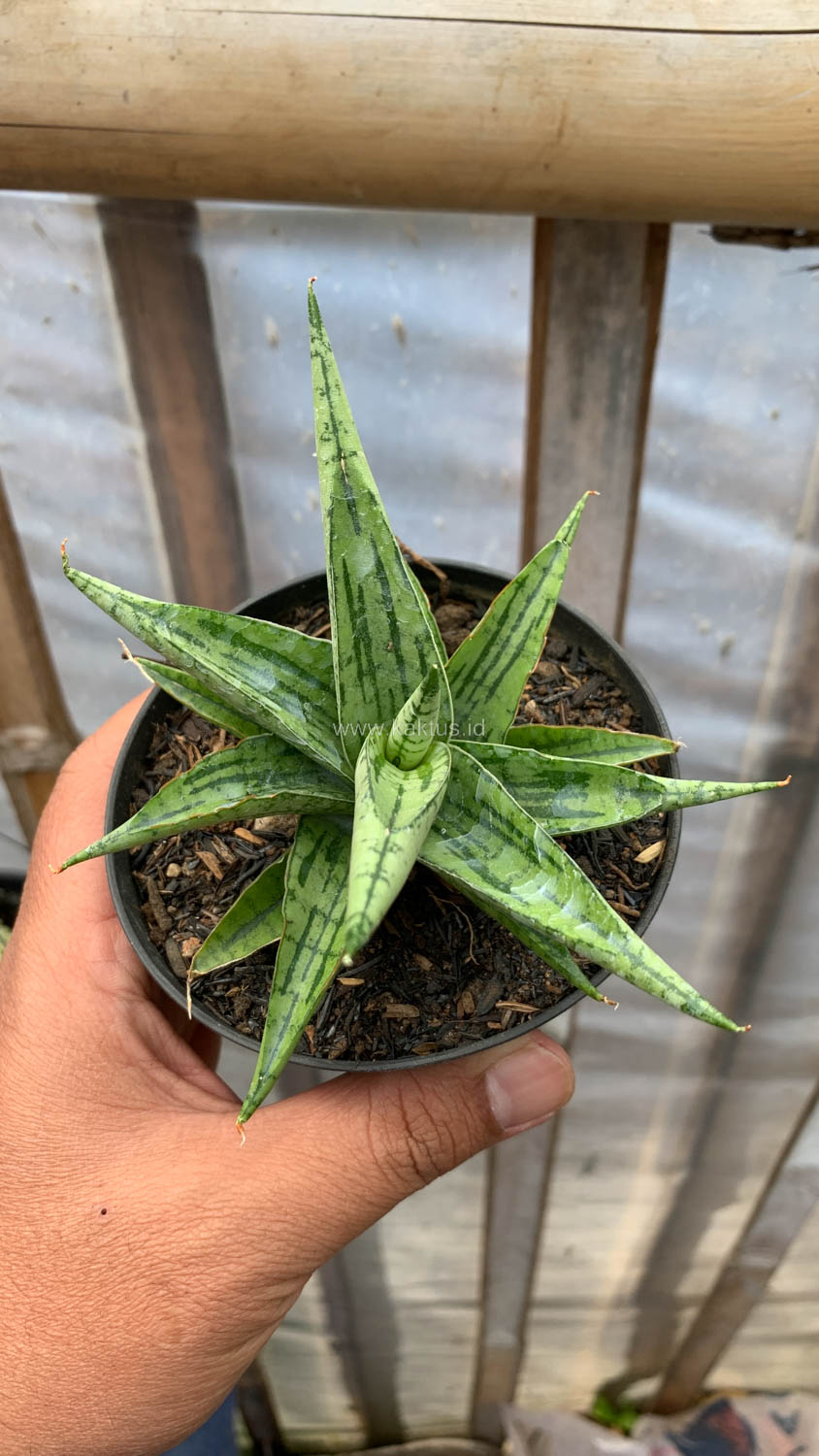 1208. Sansevieria Irish Bella - Image 4