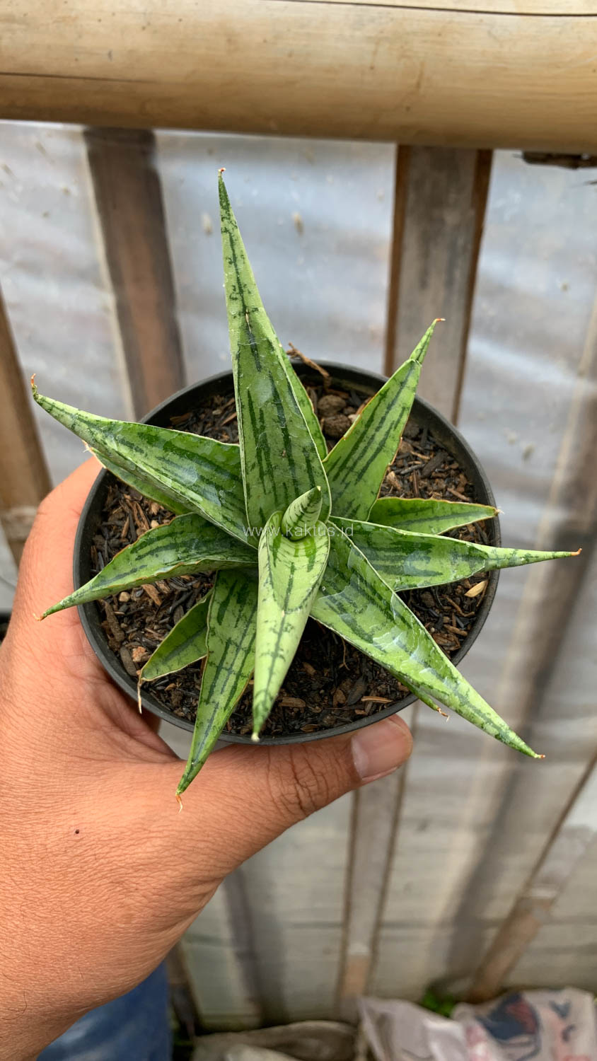 1208. Sansevieria Irish Bella - Image 7