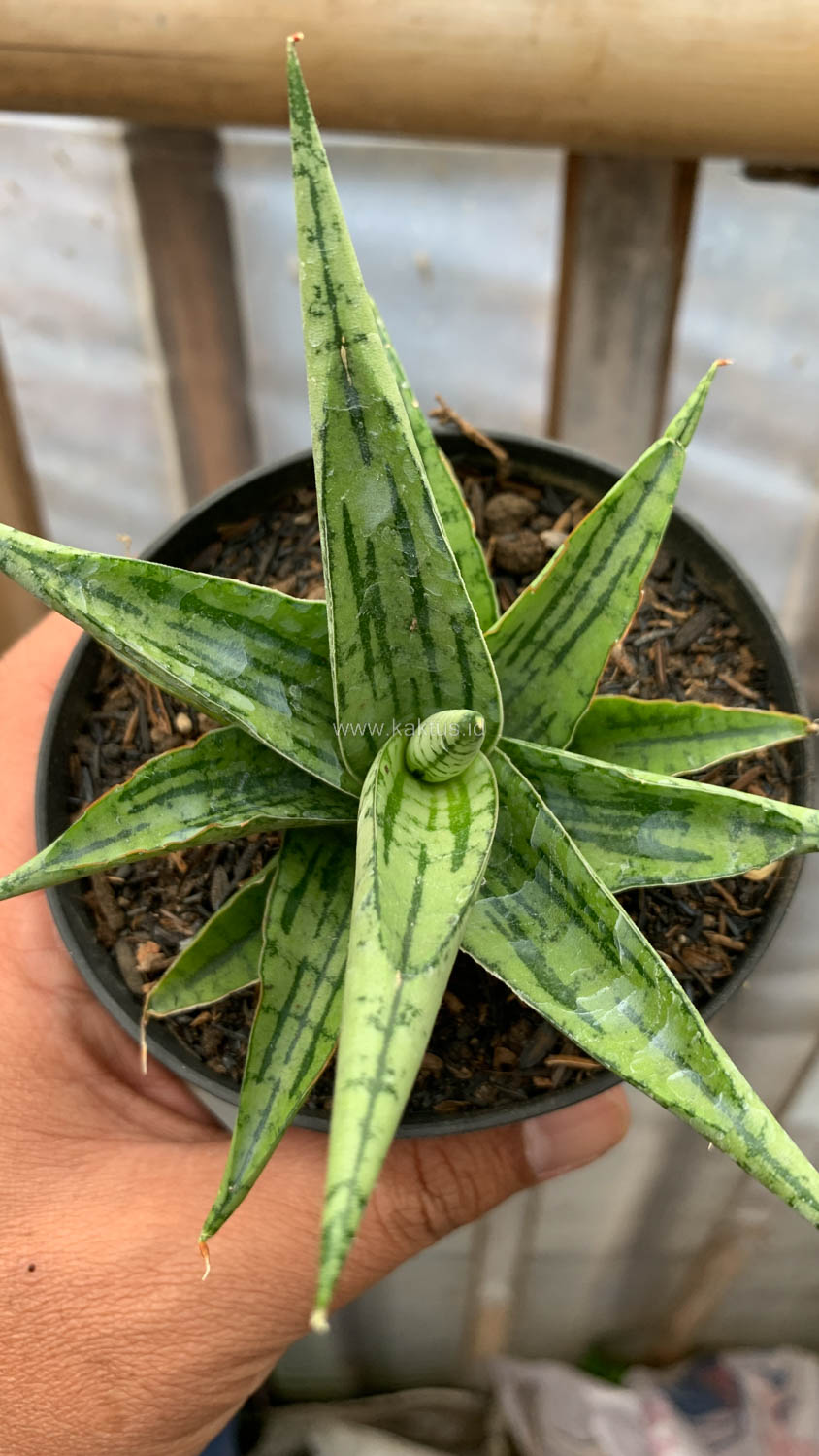 1208. Sansevieria Irish Bella - Image 9