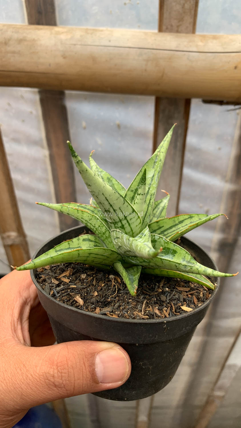 1208. Sansevieria Irish Bella - Image 3