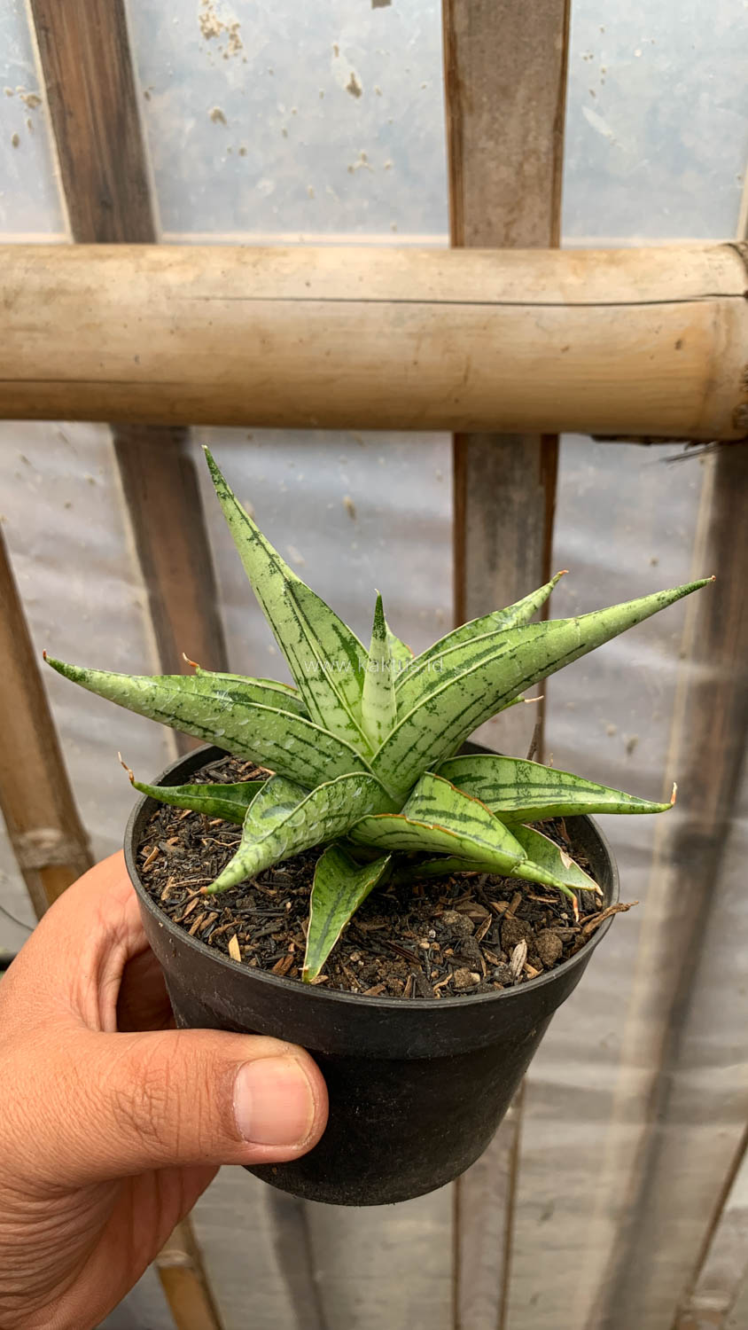 1208. Sansevieria Irish Bella - Image 10