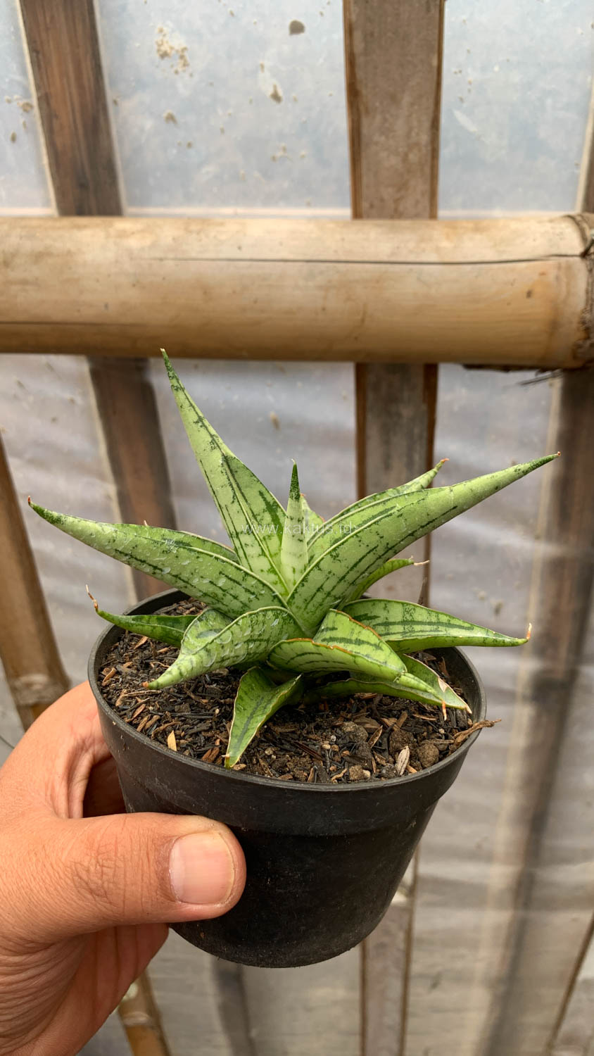 1208. Sansevieria Irish Bella - Image 8