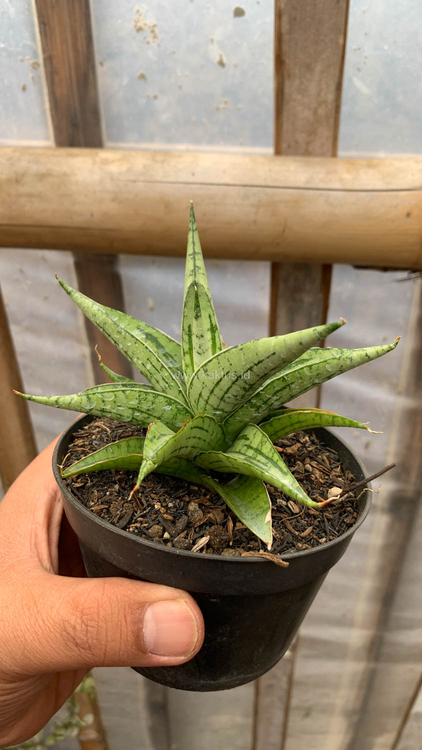 1208. Sansevieria Irish Bella - Image 11
