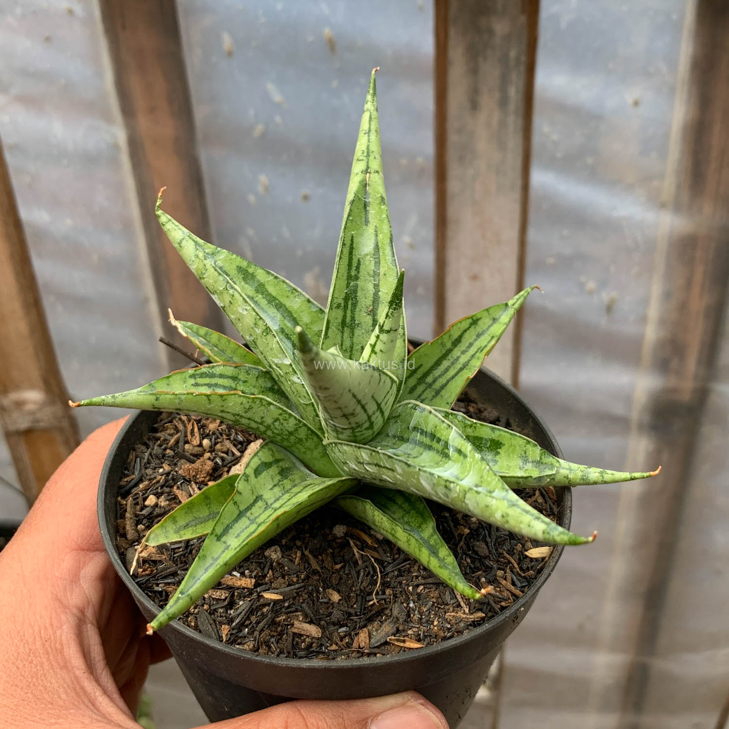 1208. Sansevieria Irish Bella - Image 2