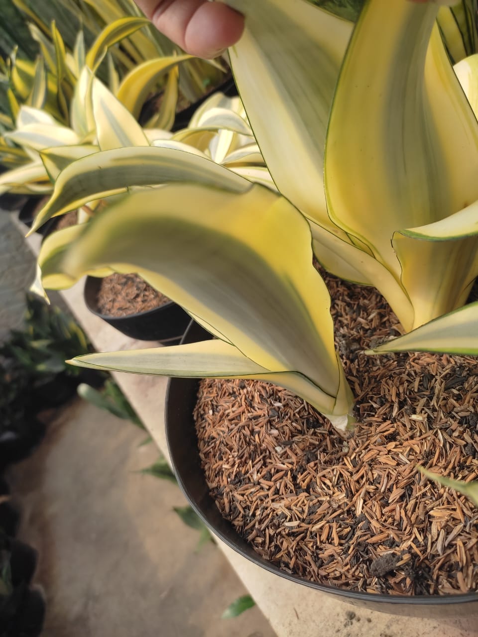 1209. Sansevieria Splash - Image 4