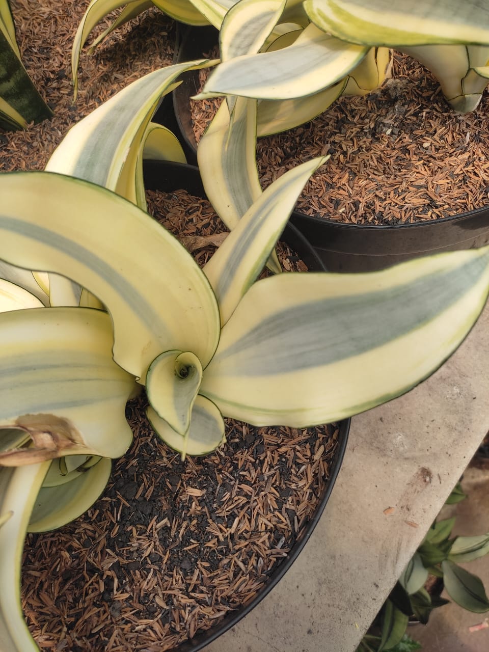 1209. Sansevieria Splash - Image 6