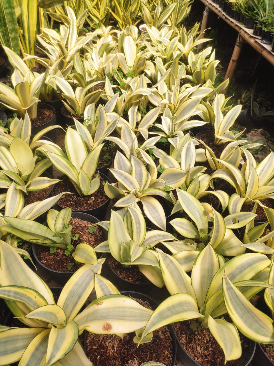 1209. Sansevieria Splash - Image 2