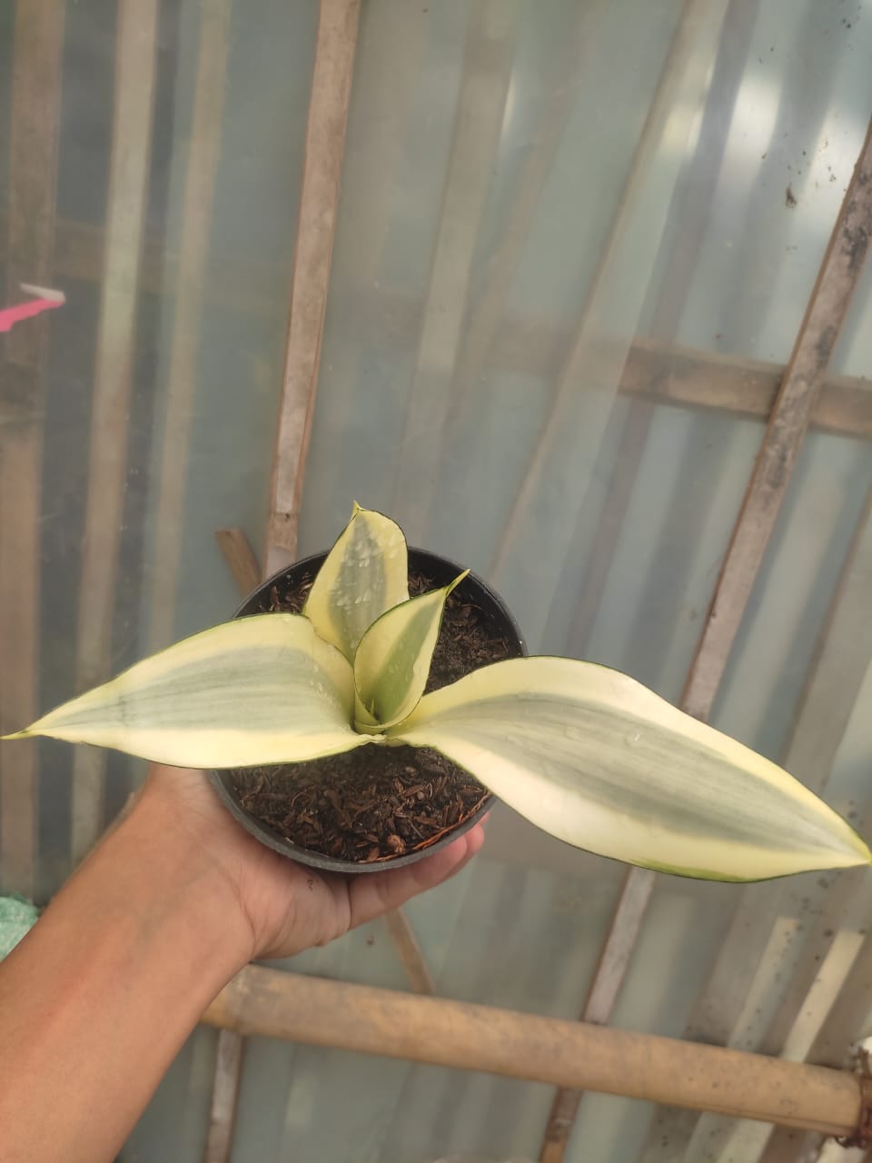 1209. Sansevieria Splash - Image 10