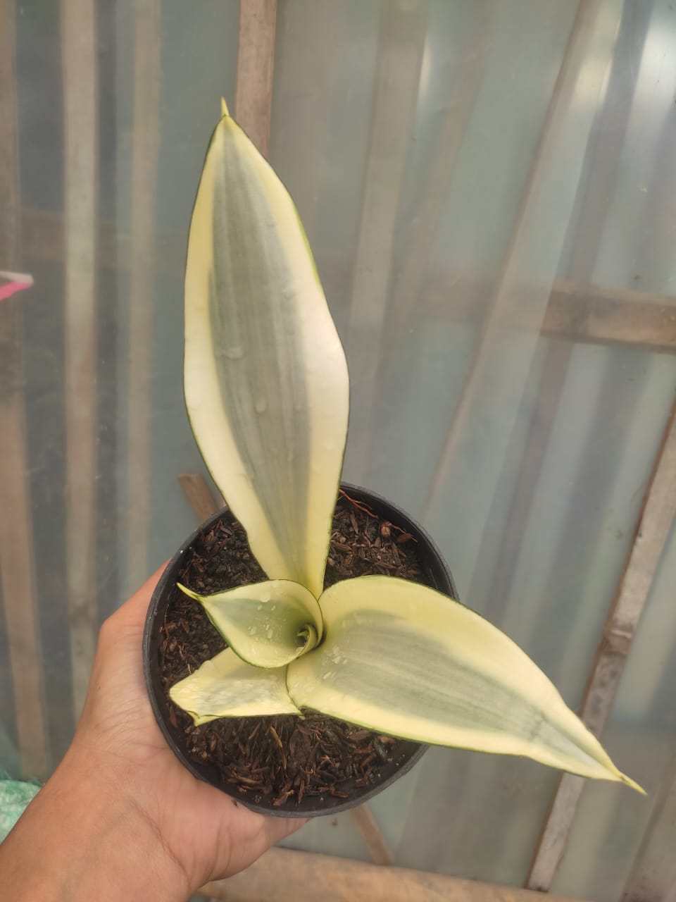 1209. Sansevieria Splash - Image 5