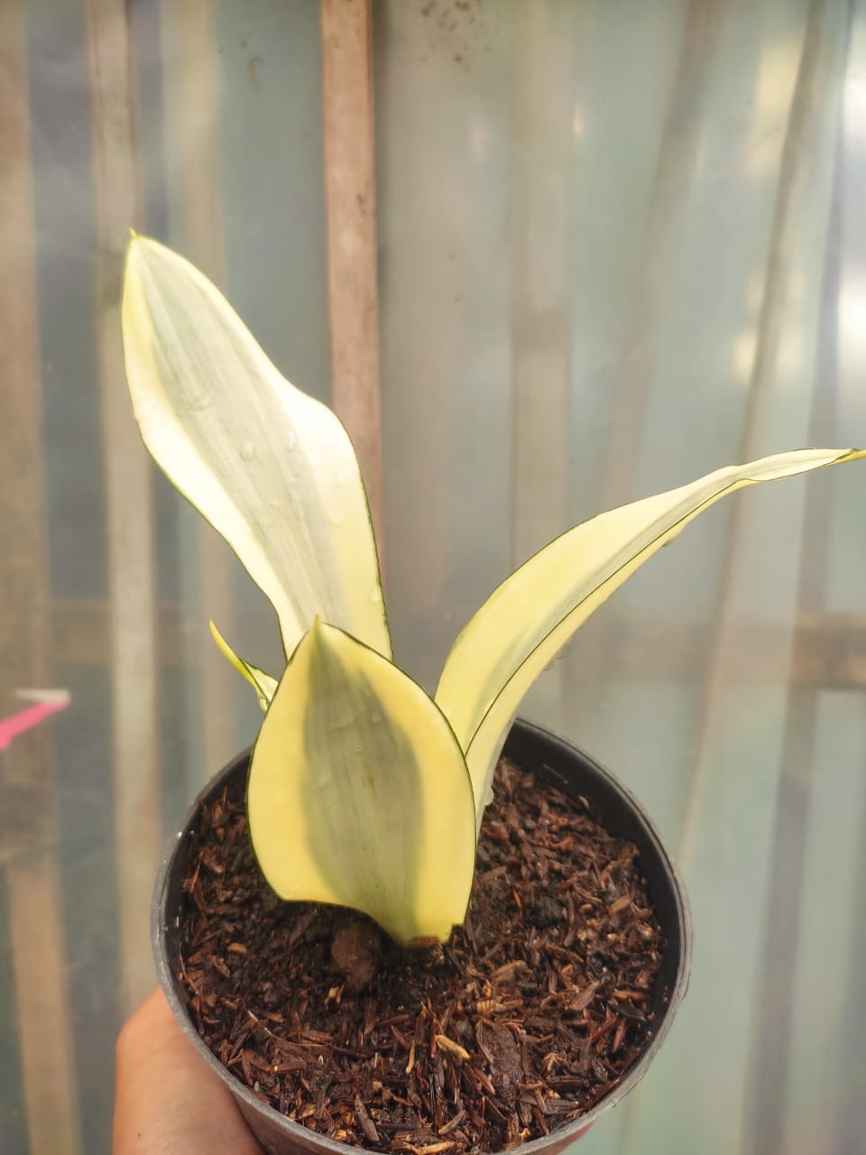 1209. Sansevieria Splash - Image 3