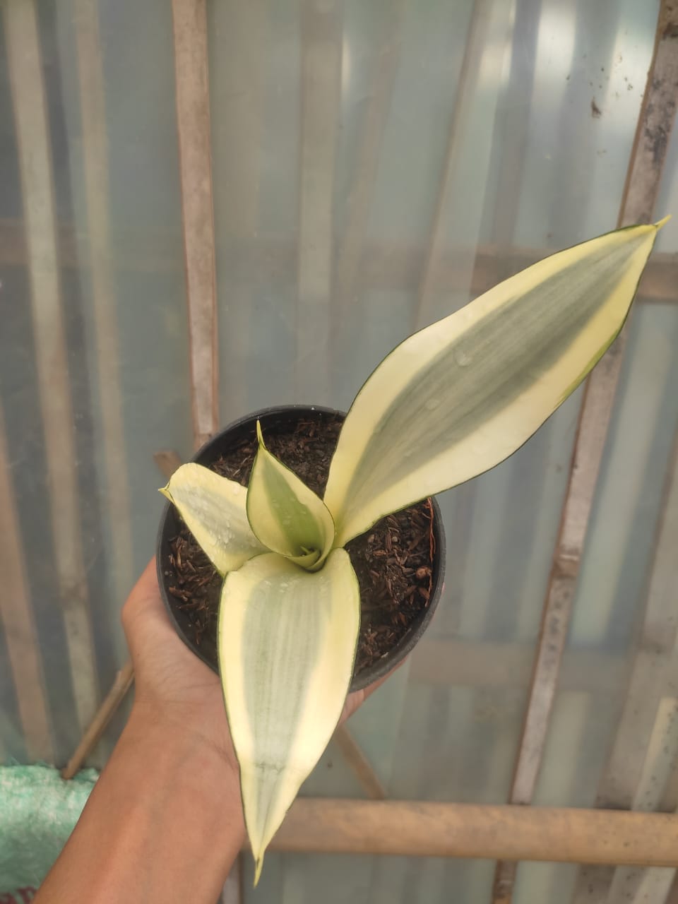 1209. Sansevieria Splash - Image 7