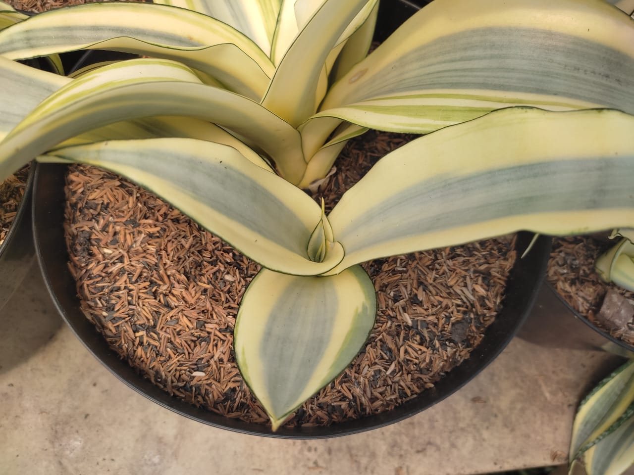 1209. Sansevieria Splash - Image 8