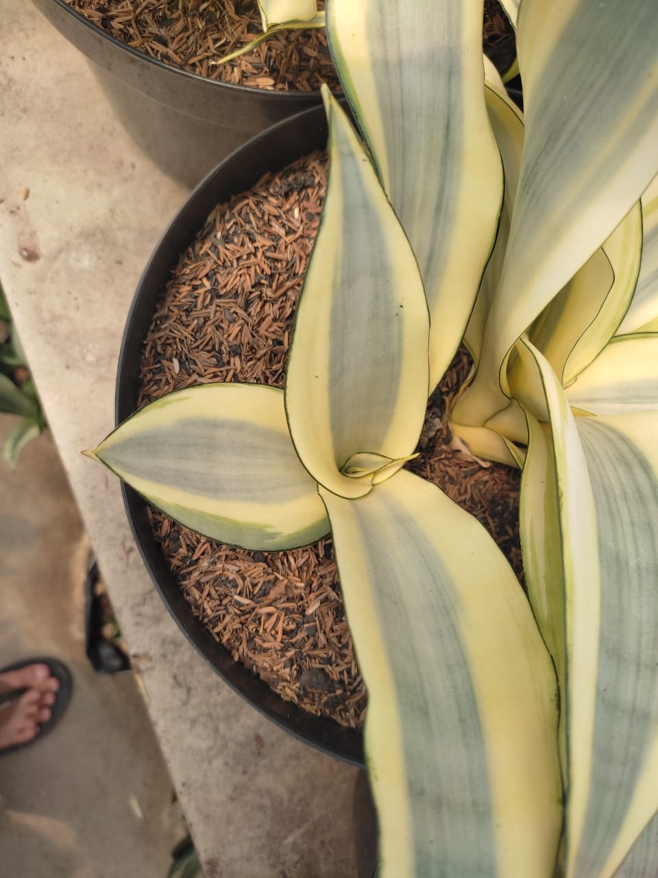 1209. Sansevieria Splash - Image 9
