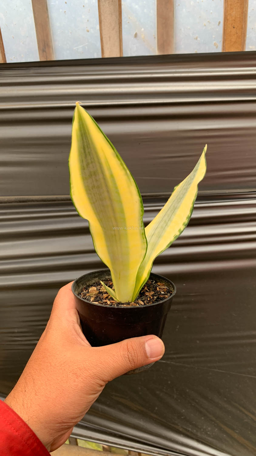 1210. Sansevieria Asahi - Image 10