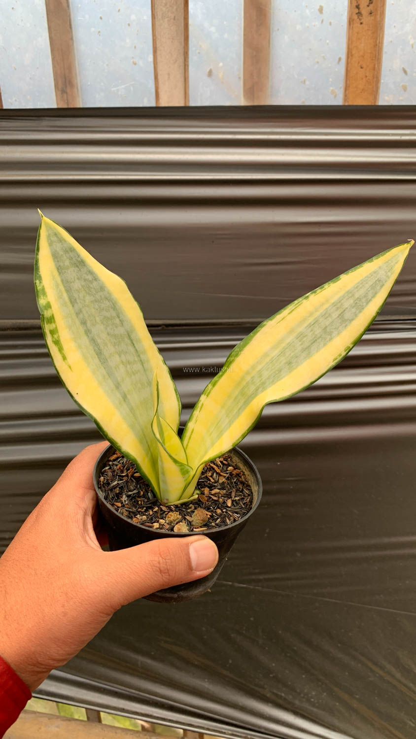 1210. Sansevieria Asahi - Image 4