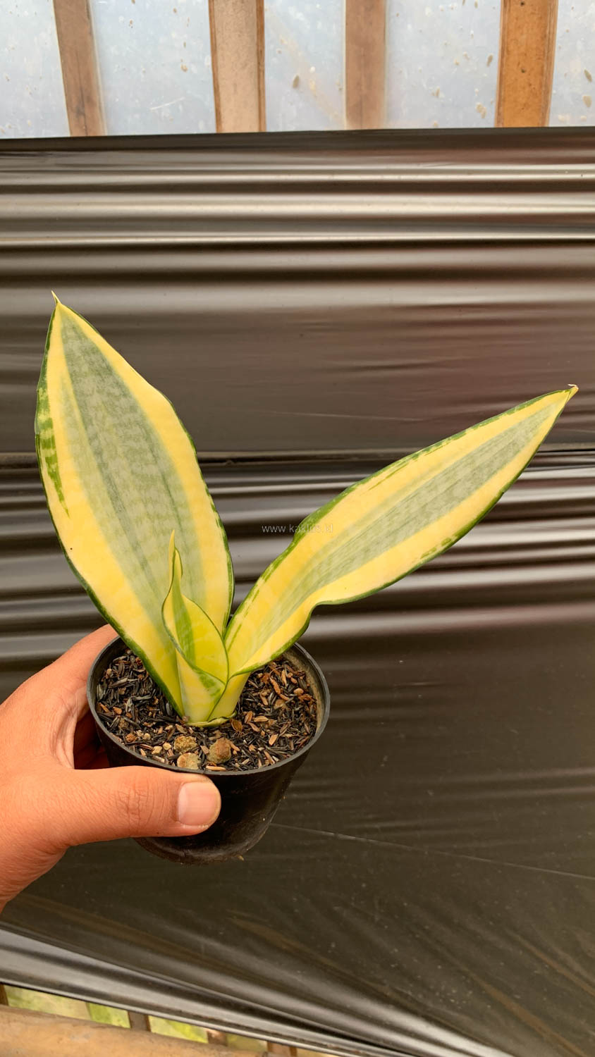 1210. Sansevieria Asahi - Image 5