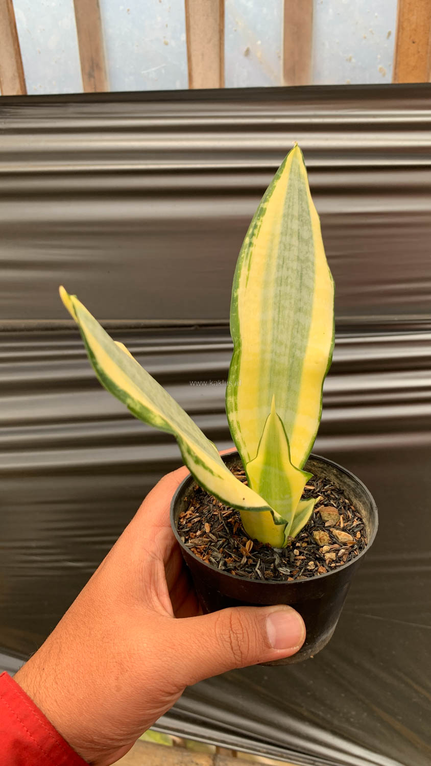 1210. Sansevieria Asahi - Image 6