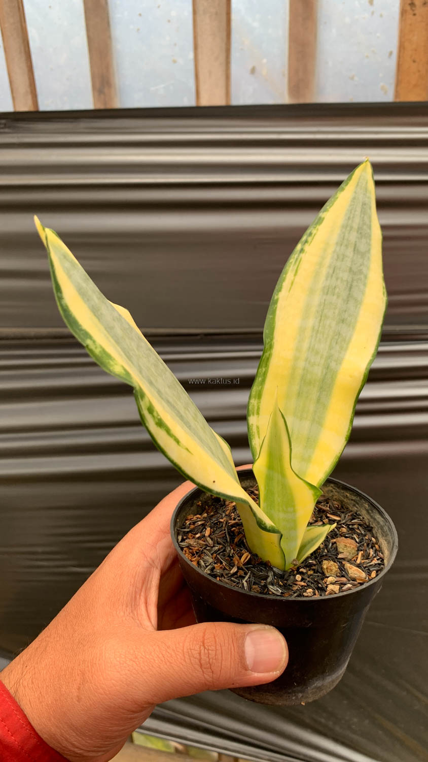 1210. Sansevieria Asahi - Image 7