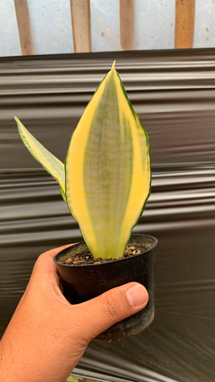 1210. Sansevieria Asahi - Image 2
