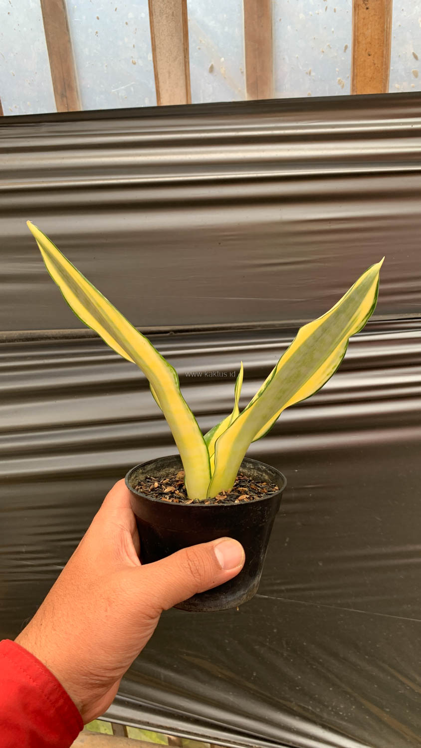 1210. Sansevieria Asahi - Image 8