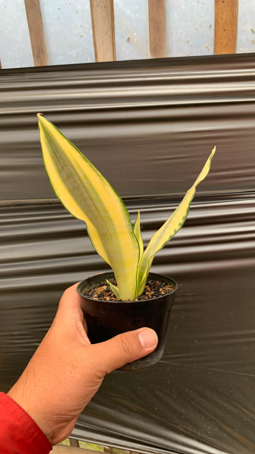 1210. Sansevieria Asahi - Image 9