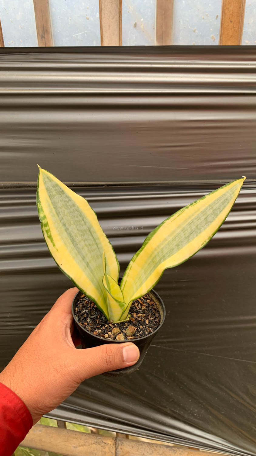 1210. Sansevieria Asahi - Image 3