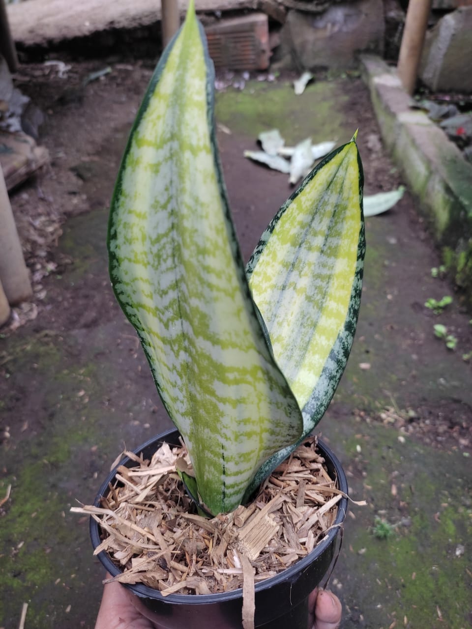 1212. Sansevieria Futura Pulsar - Image 4