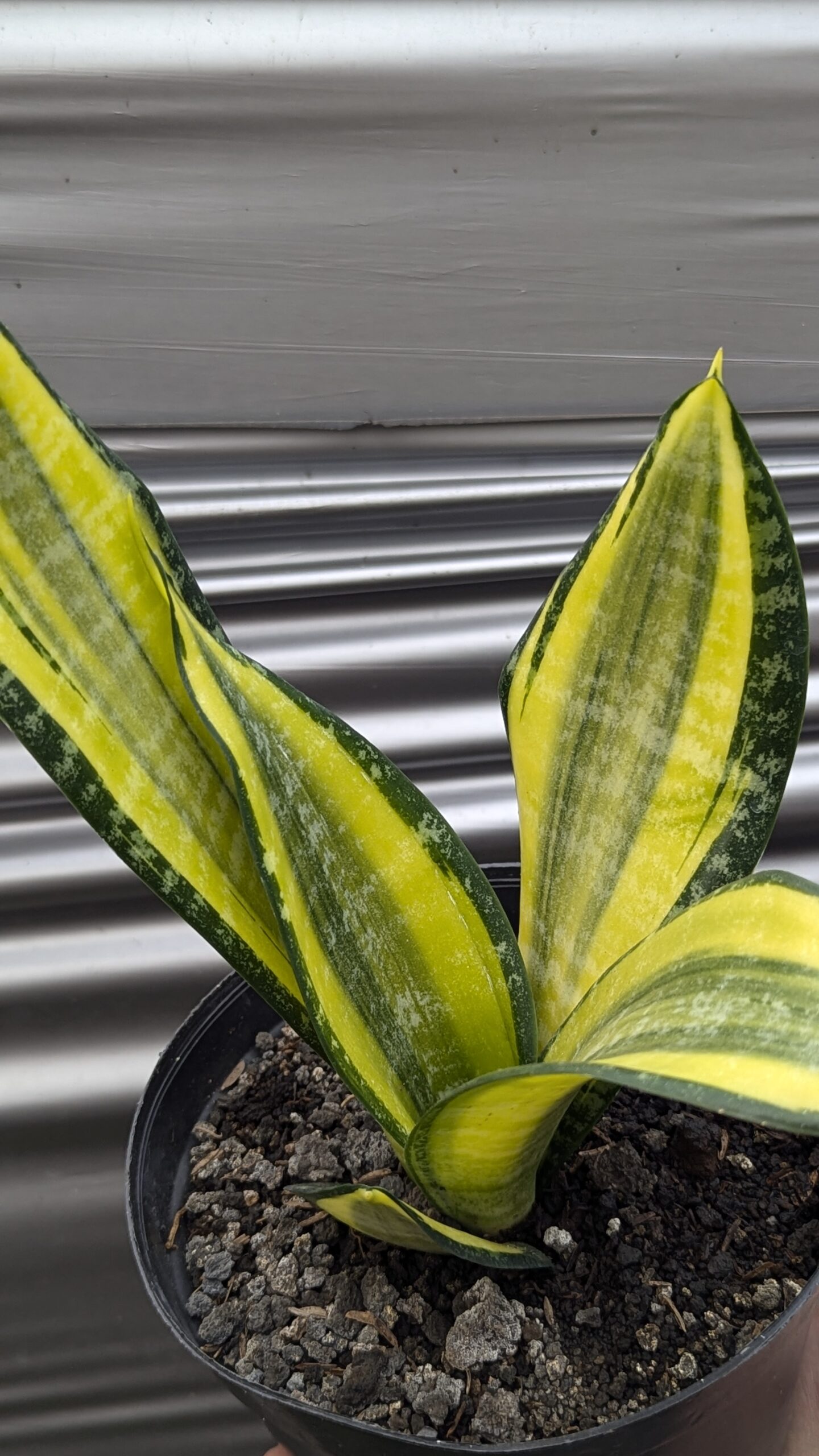 1212. Sansevieria Futura Pulsar - Image 8
