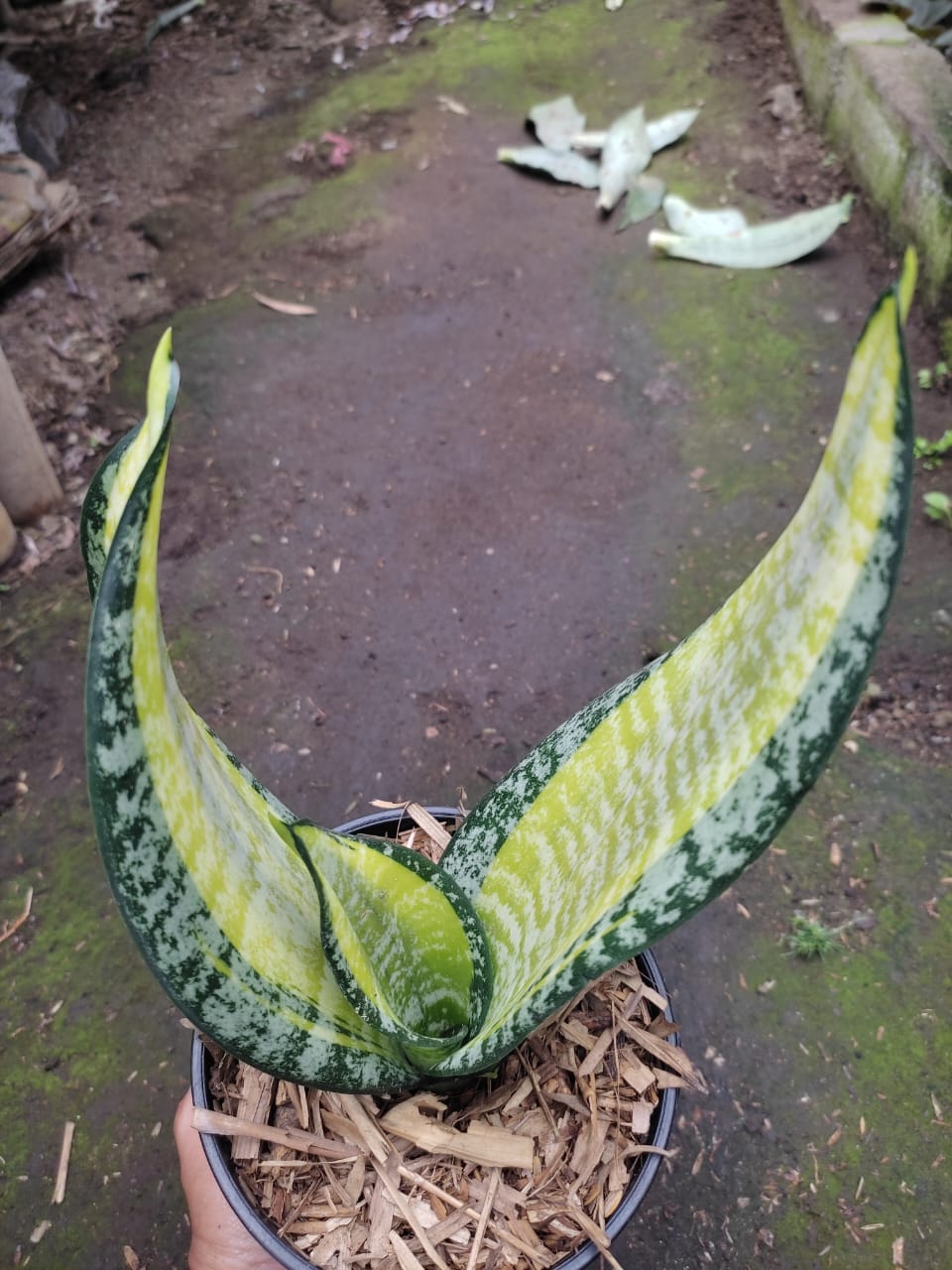 1212. Sansevieria Futura Pulsar - Image 7