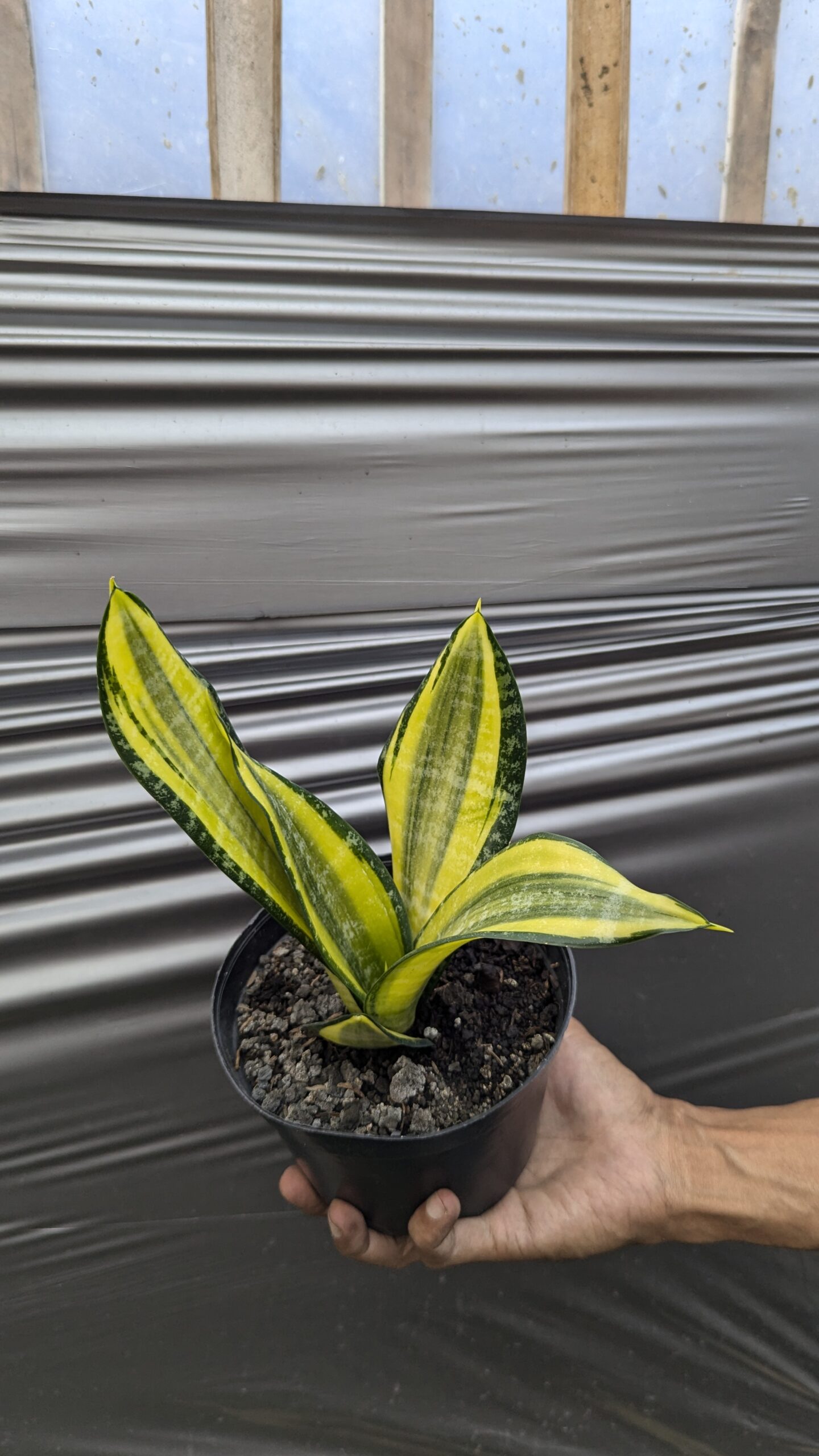 1212. Sansevieria Futura Pulsar - Image 5