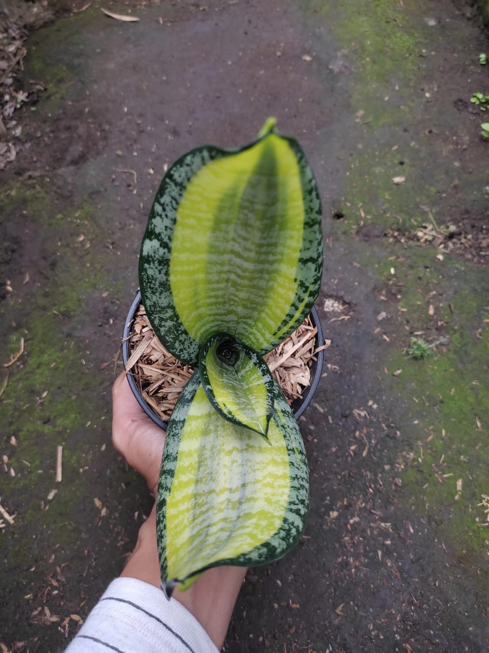 1212. Sansevieria Futura Pulsar - Image 2