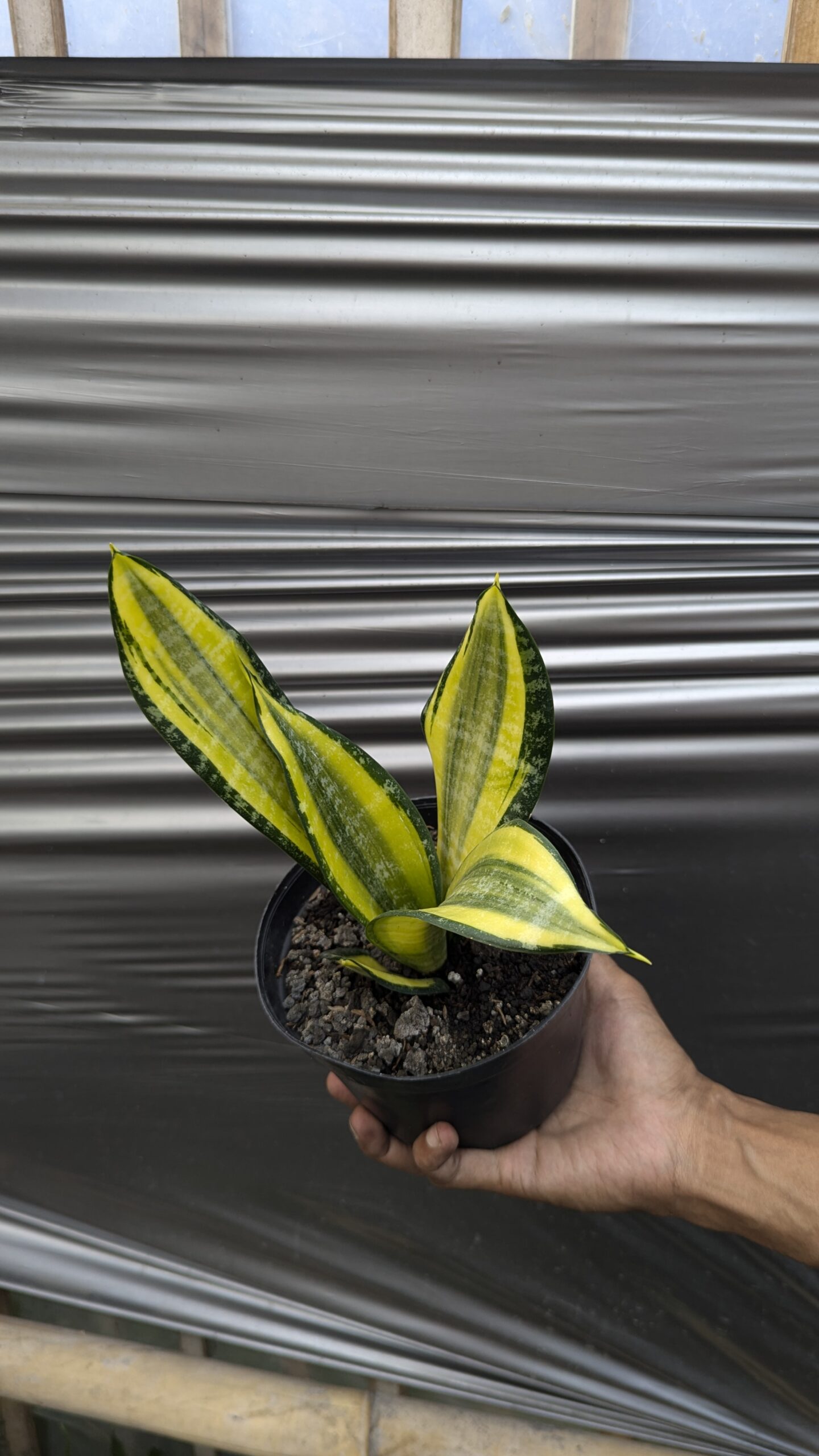 1212. Sansevieria Futura Pulsar - Image 3