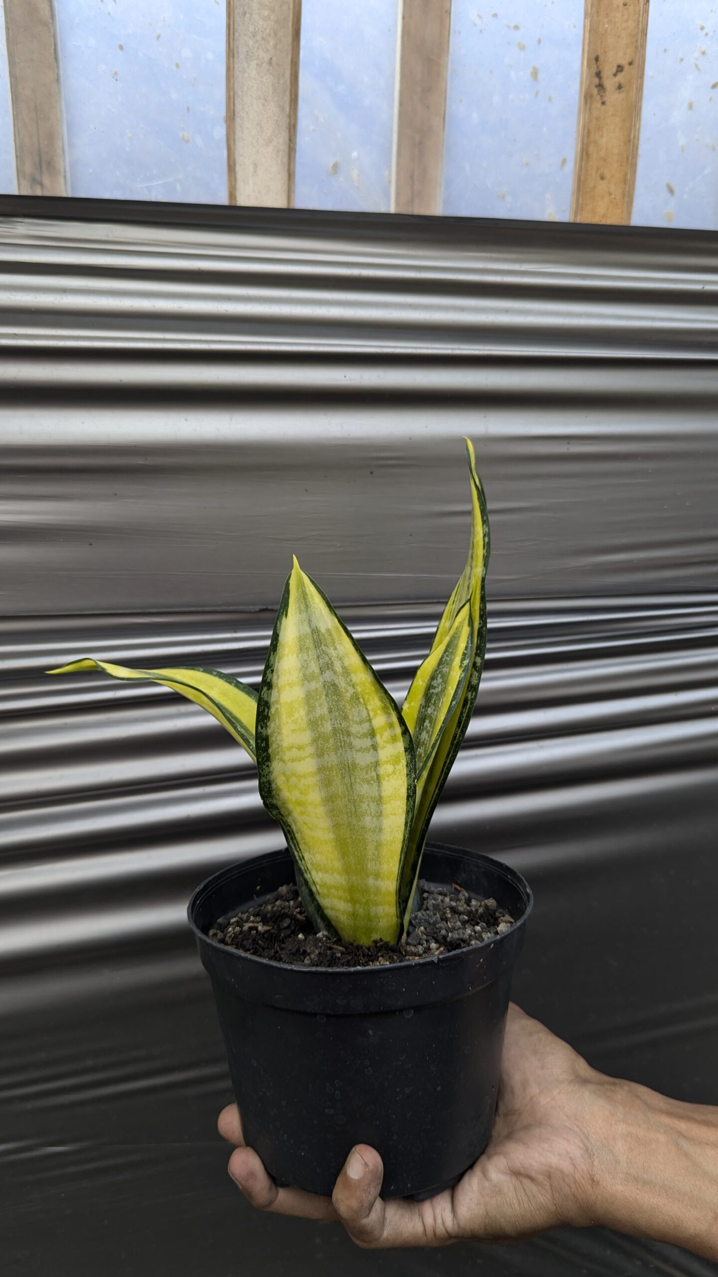 1212. Sansevieria Futura Pulsar - Image 6