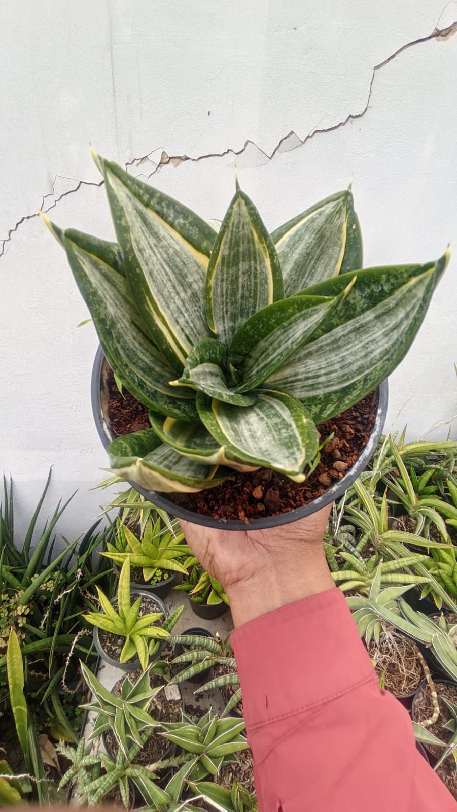 1213. Sansevieria Zebra - Image 2