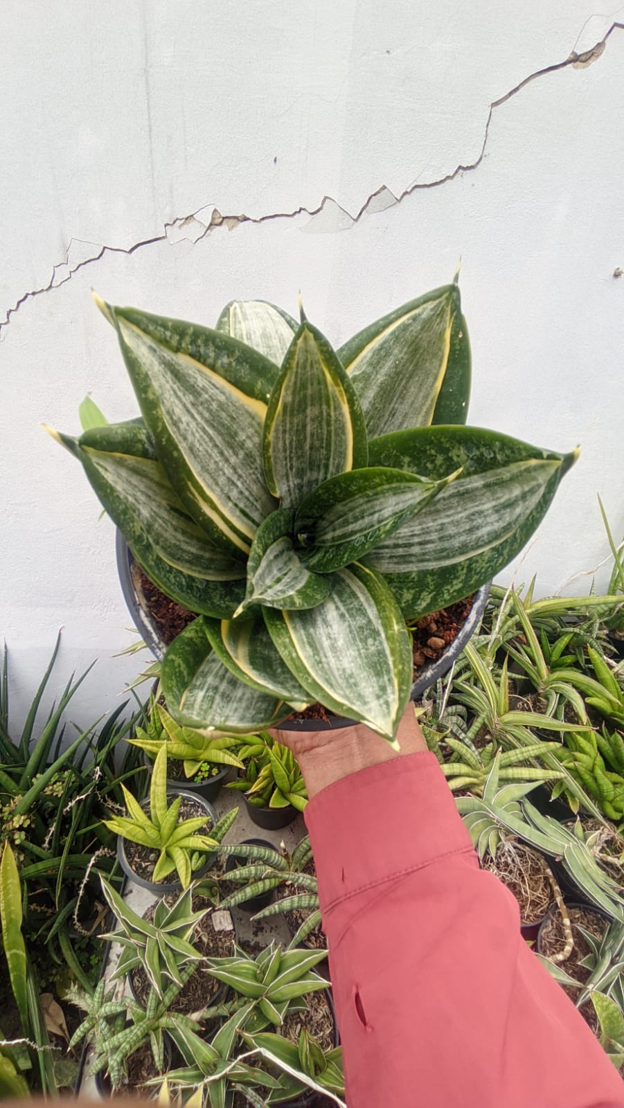 1213. Sansevieria Zebra - Image 3