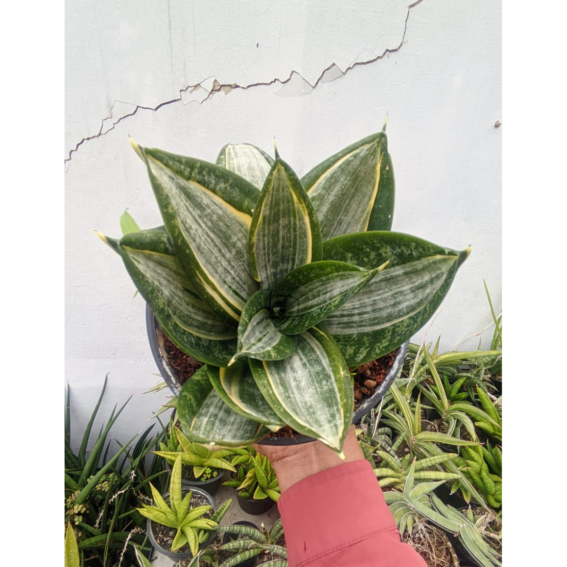 1213. Sansevieria Zebra