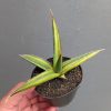 1214. Sansevieria Doris Pfennig Variegated