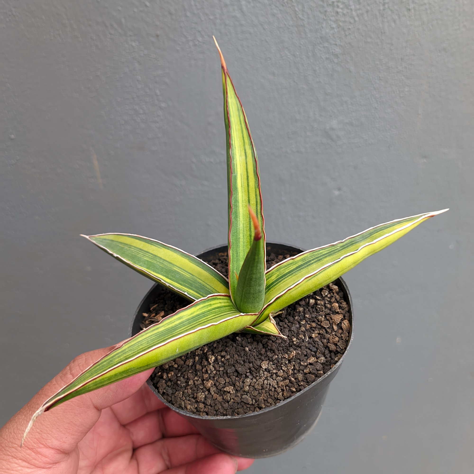 1214. Sansevieria Doris Pfennig Variegated