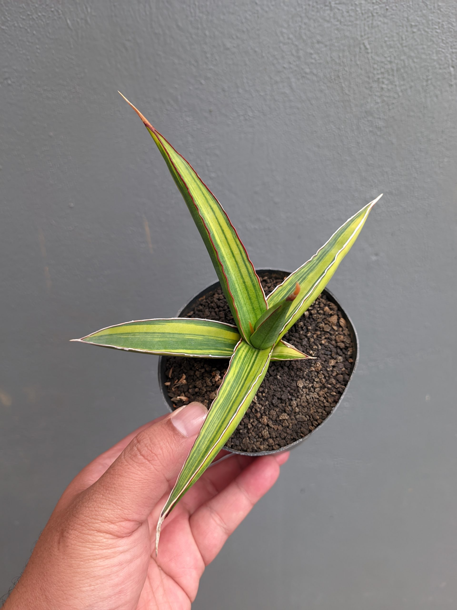1214. Sansevieria Doris Pfennig Variegated - Image 2
